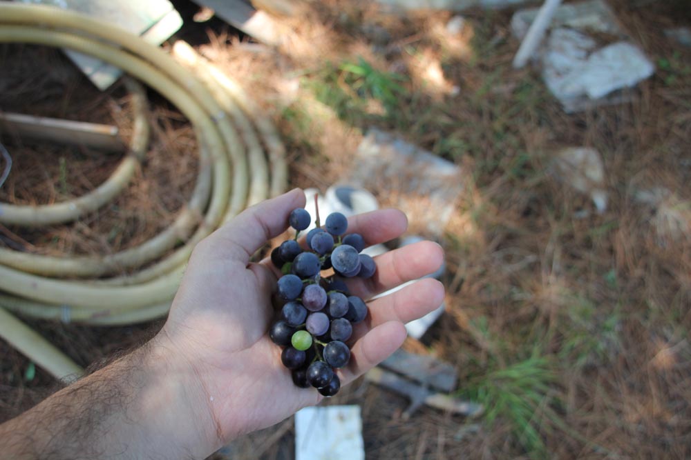 Kara Üzüm Kara Üzüm