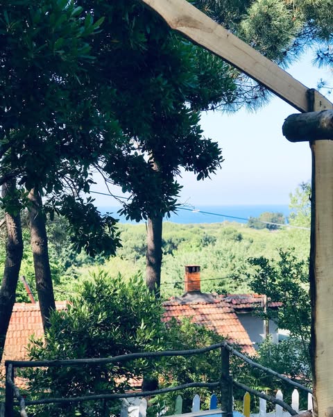 Doğa Yürüyüşleri ve Ağaç Keşfi Doğa Yürüyüşleri ve Ağaç Keşfi